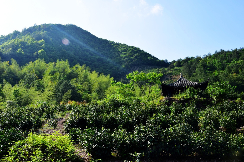 松萝山 song luo shan tea