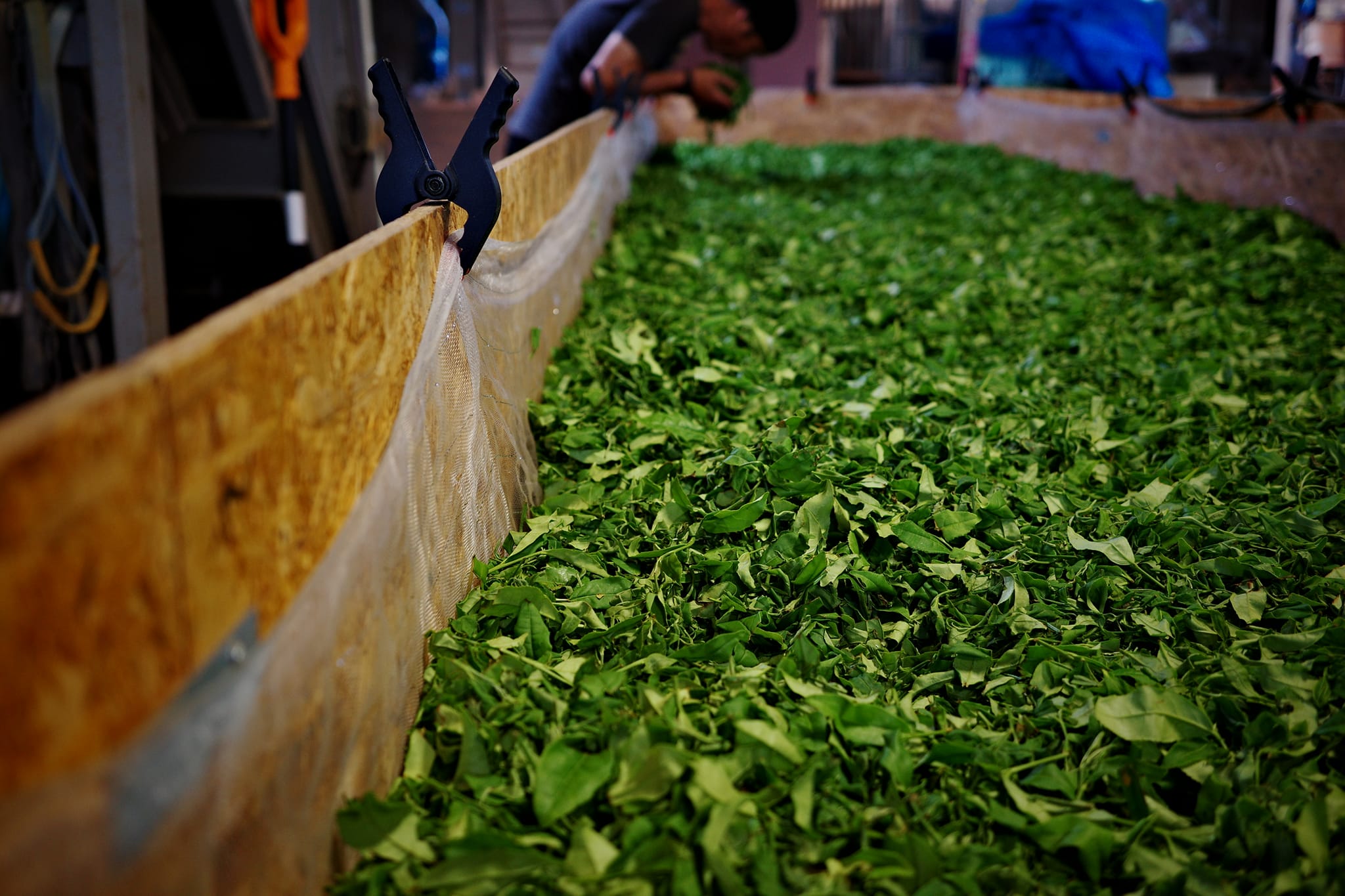 Tsuchiyama Black Tea Koshun Summer Picking