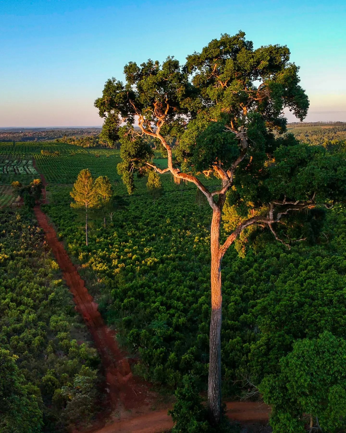 a guaraní kultúra yerba mate andresito