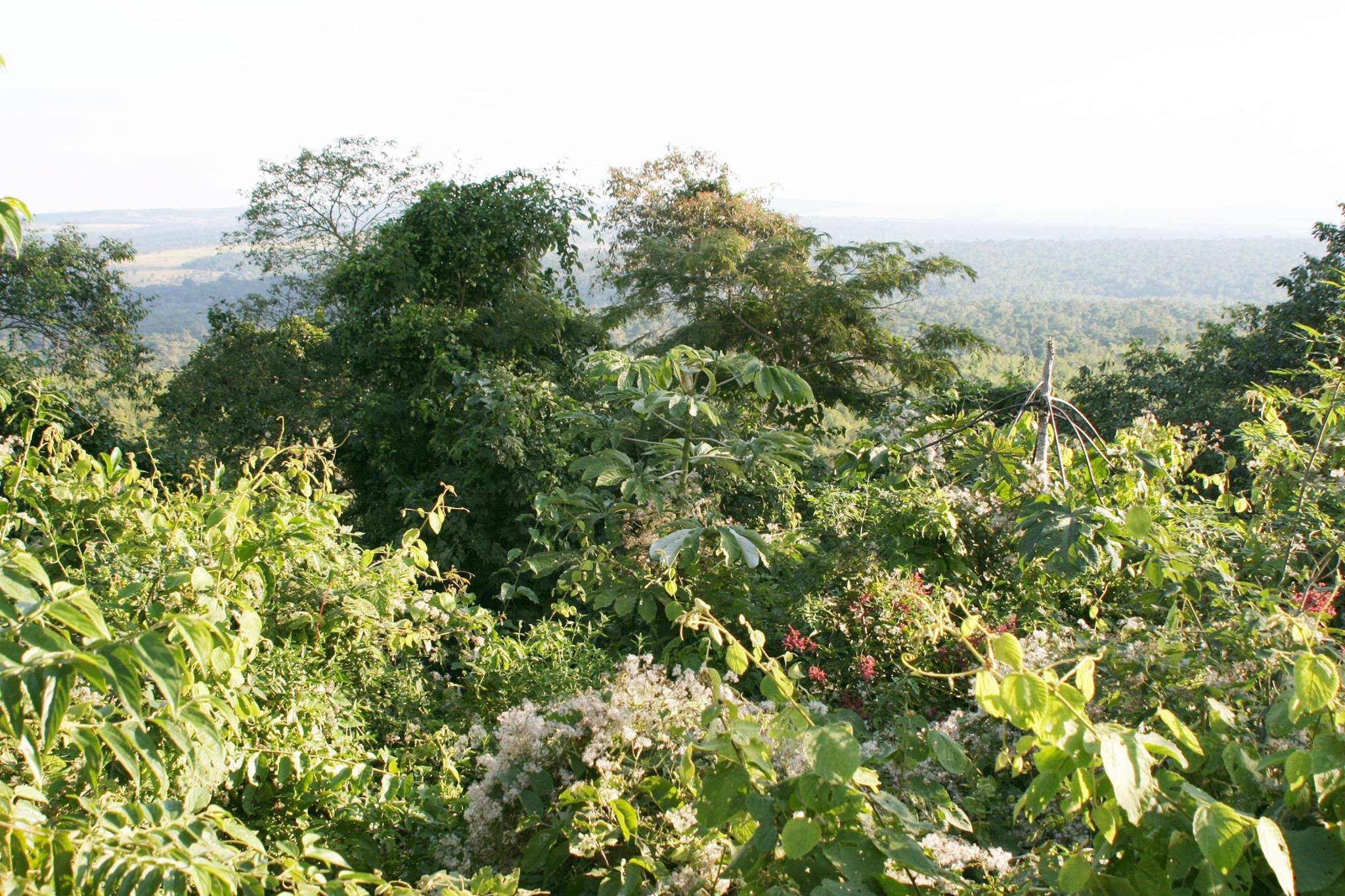 Itabó őserdei paraguayi yerba mate tea