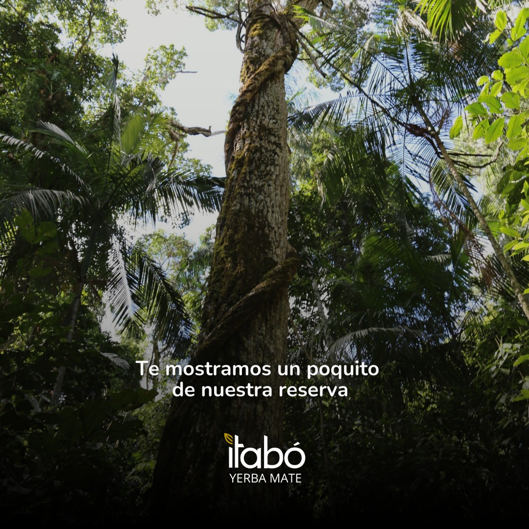 yerba mate itabo bio mate tea