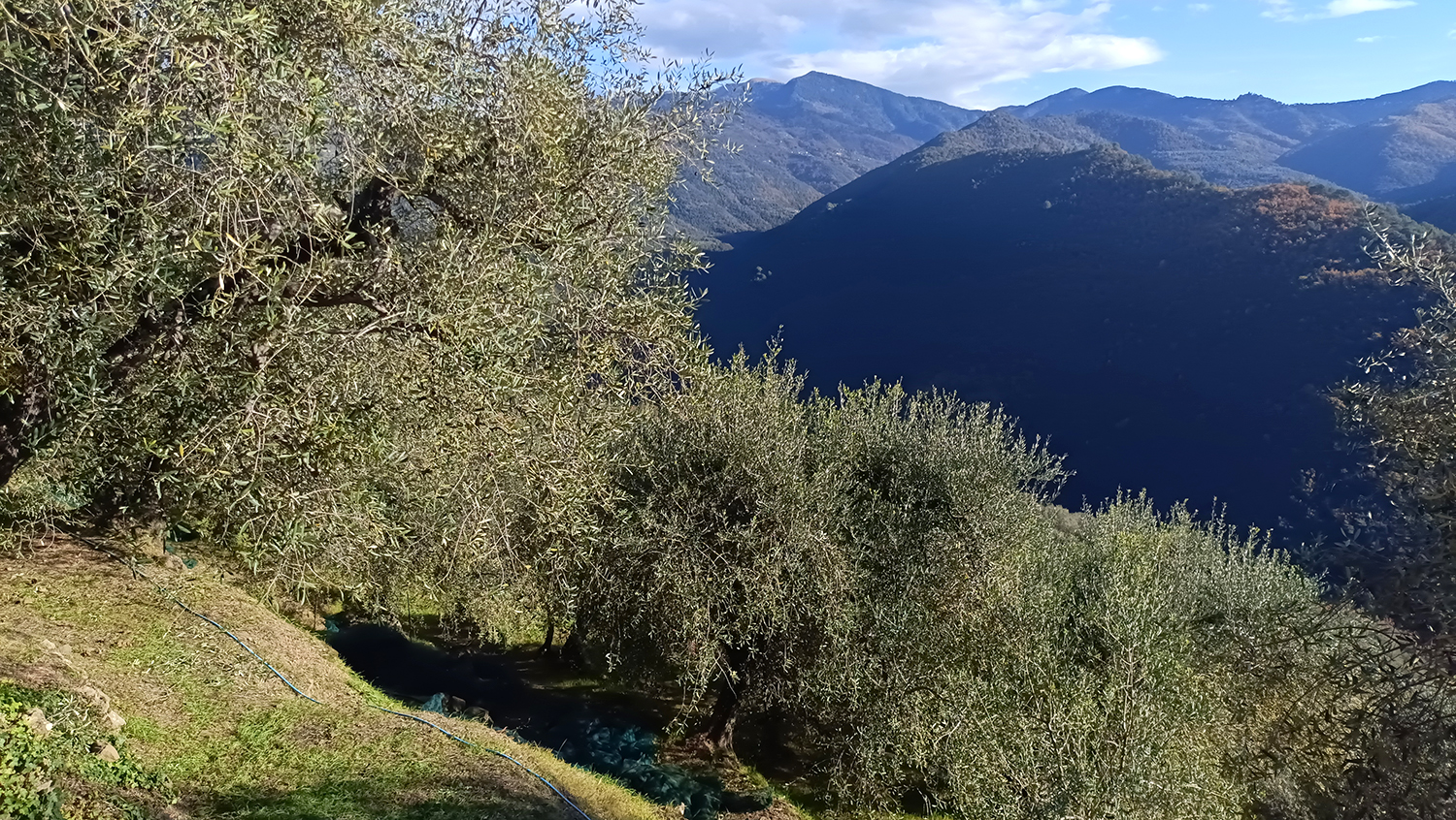 extraszűz olivaolaj taggiasca isolabona liguria