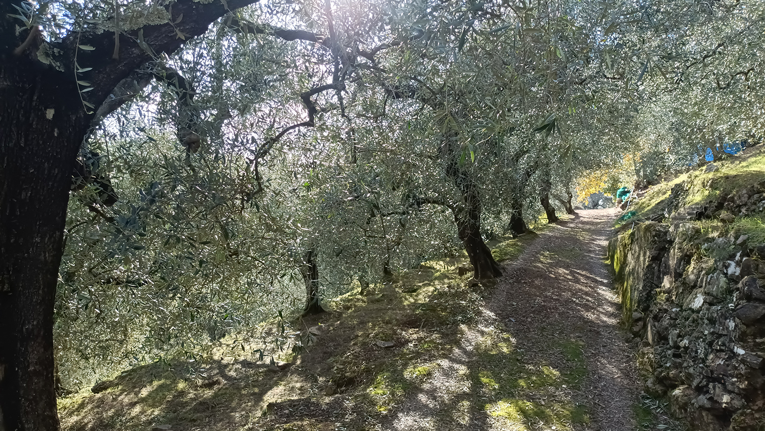 extraszűz olivaolaj taggiasca isolabona liguria