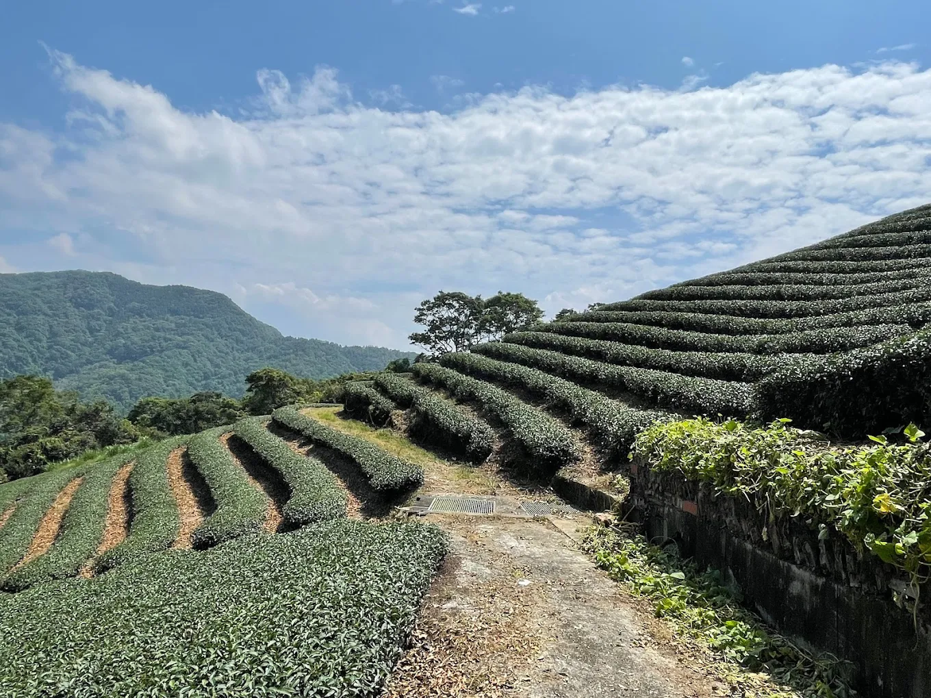 Wenshan Baozhong tajvani díjnyertes oolong tea