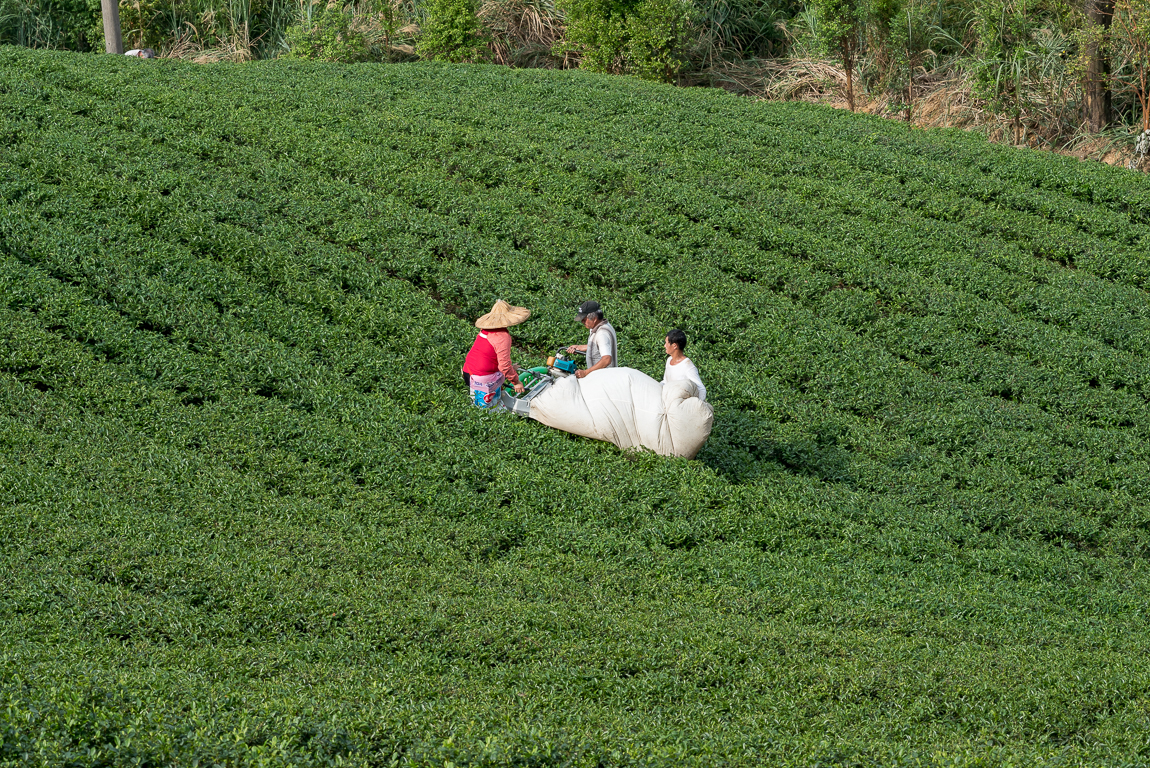 Wenshan Baozhong tajvani díjnyertes oolong tea