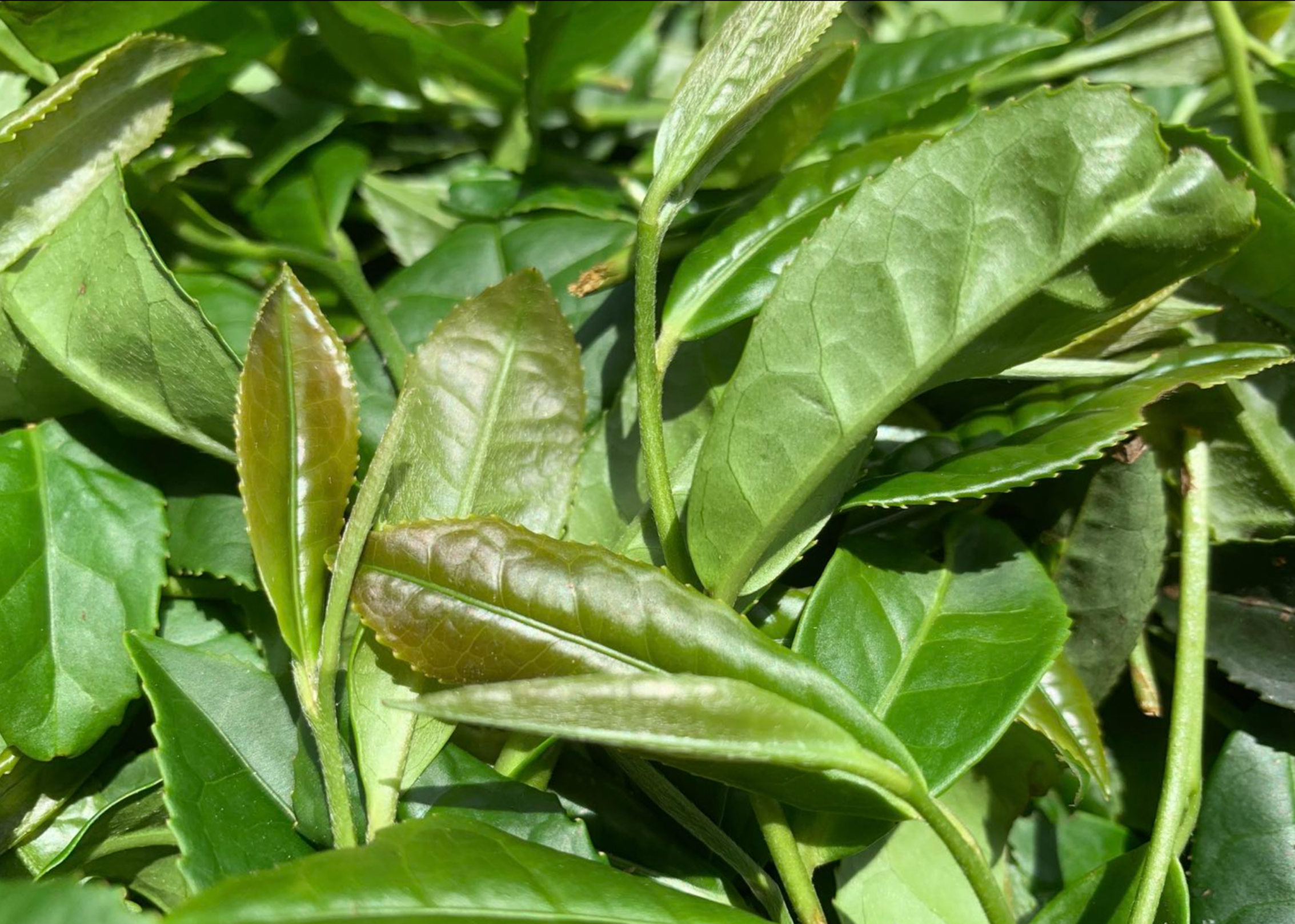 wuyi shan qi dan oolong tea