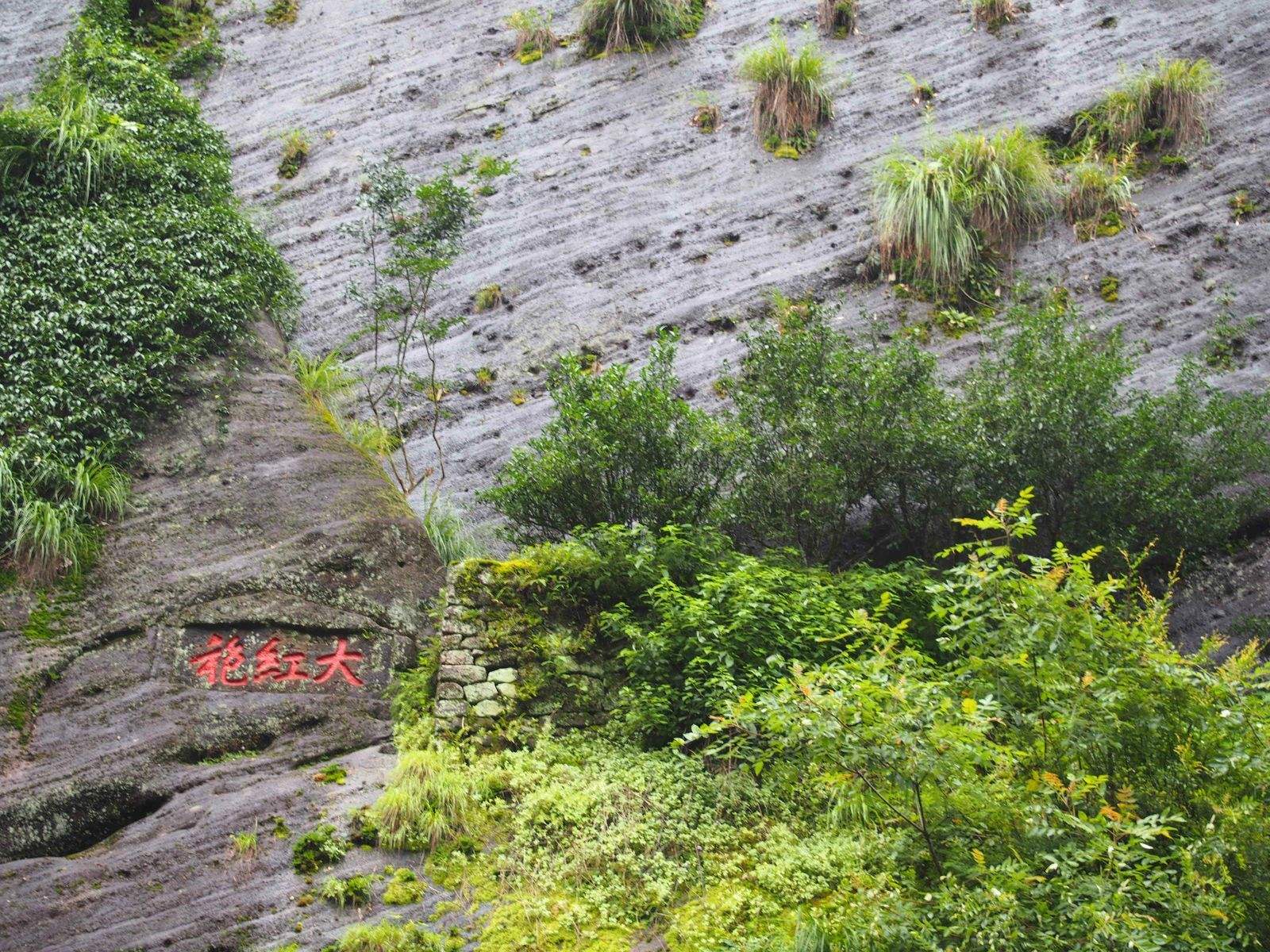 wuyi shan qi dan oolong tea