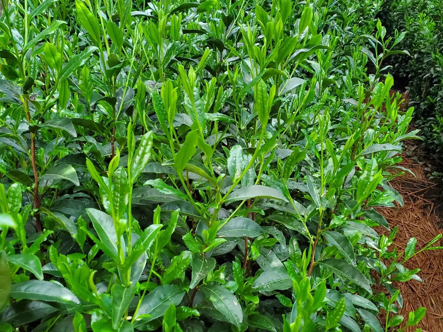 Hoshino Seichaen sencha elegáns csillag