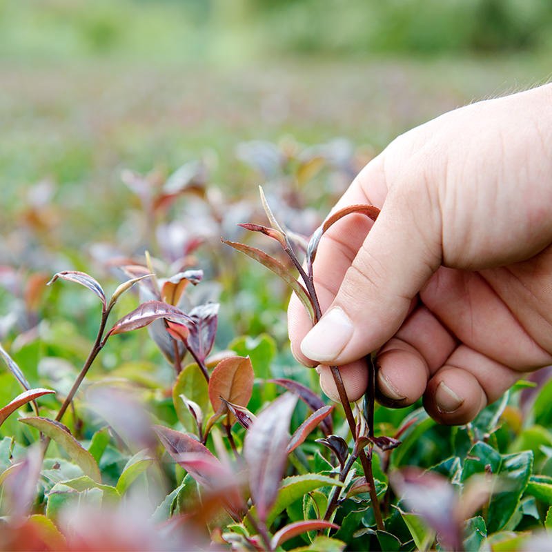benifuki matcha allergia ellenes japán zöld tea