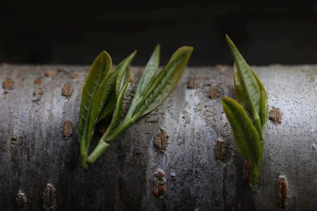 fiatal sencha levél várja, hogy shincha lehessen chanomiyagura