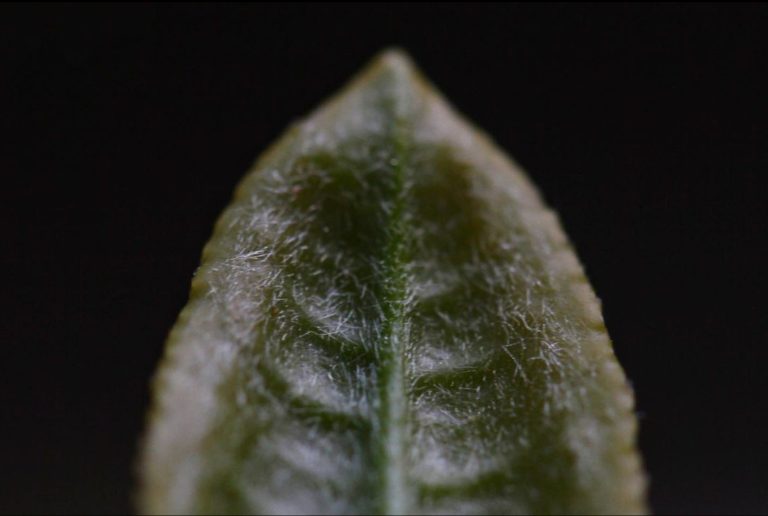 fiatal sencha levél várja, hogy shincha lehessen chanomiyagura