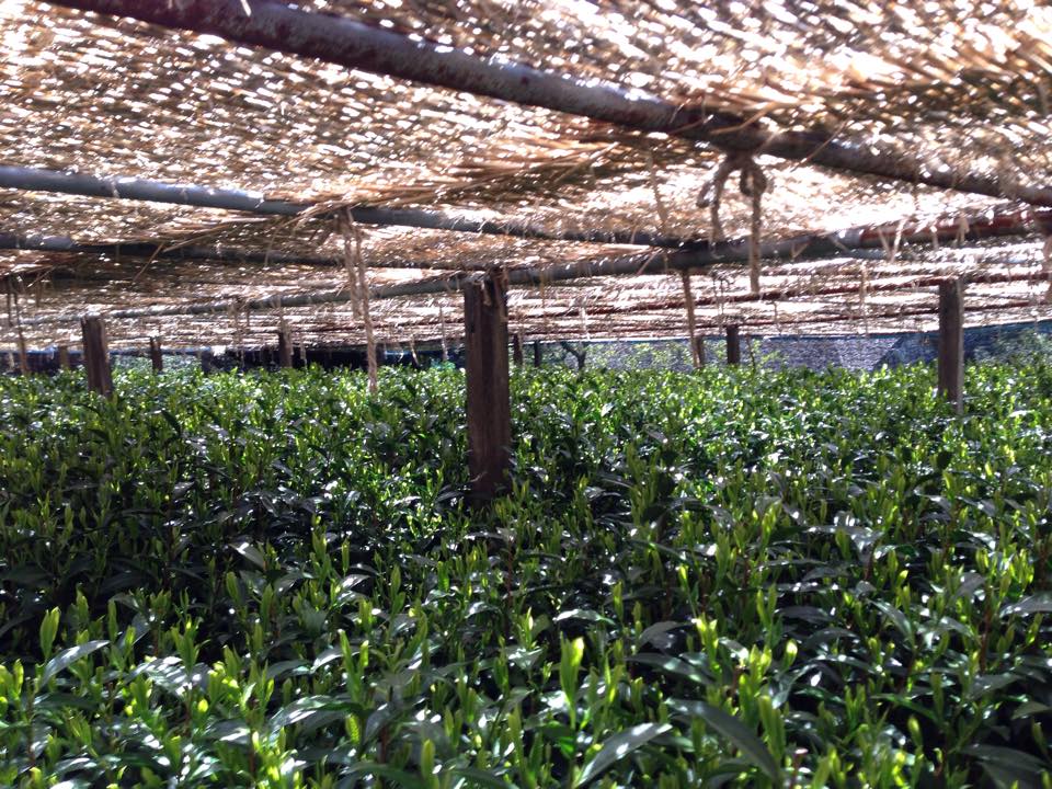 Hoshino Dento hon gyokuro