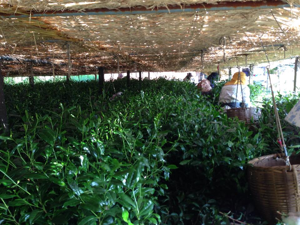 hoshino seichaen tea