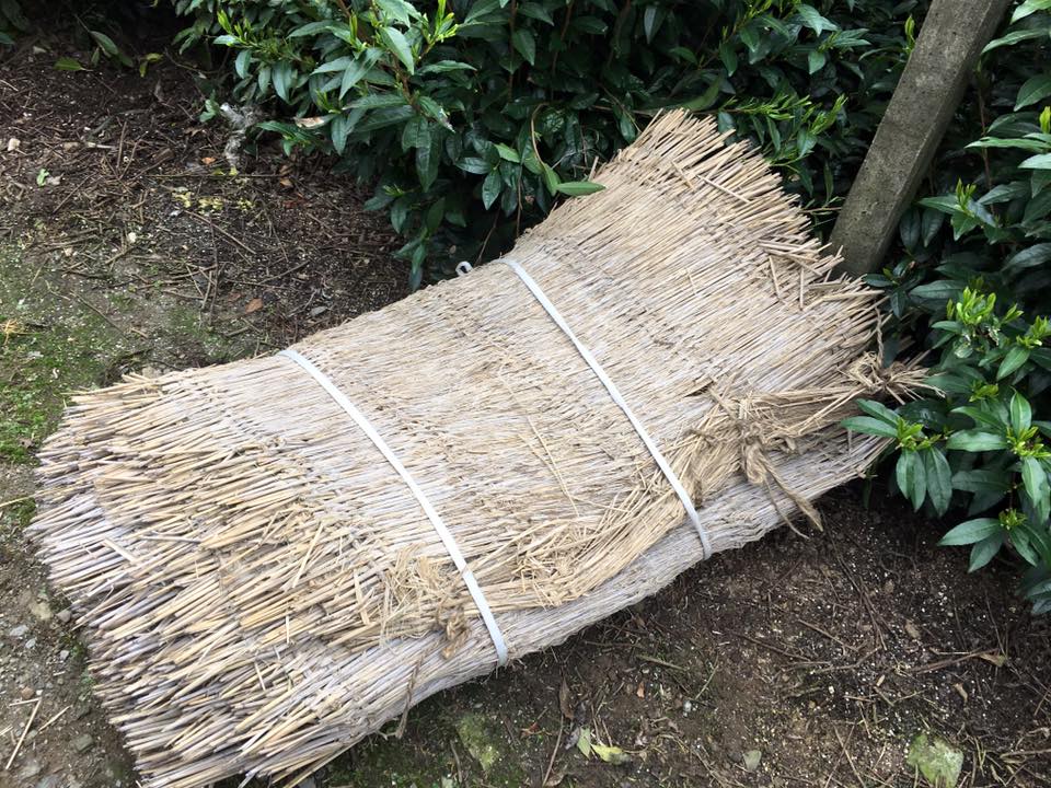 Hoshino Dento hon gyokuro