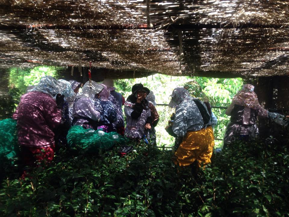 Hoshino Gyokuro Seiun - Image 8