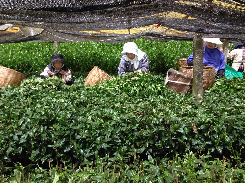 Gyokuro Hoshi fu árnyékolt japán zöld tea