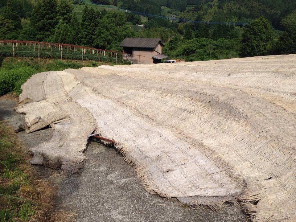 Hoshino Dento hon gyokuro