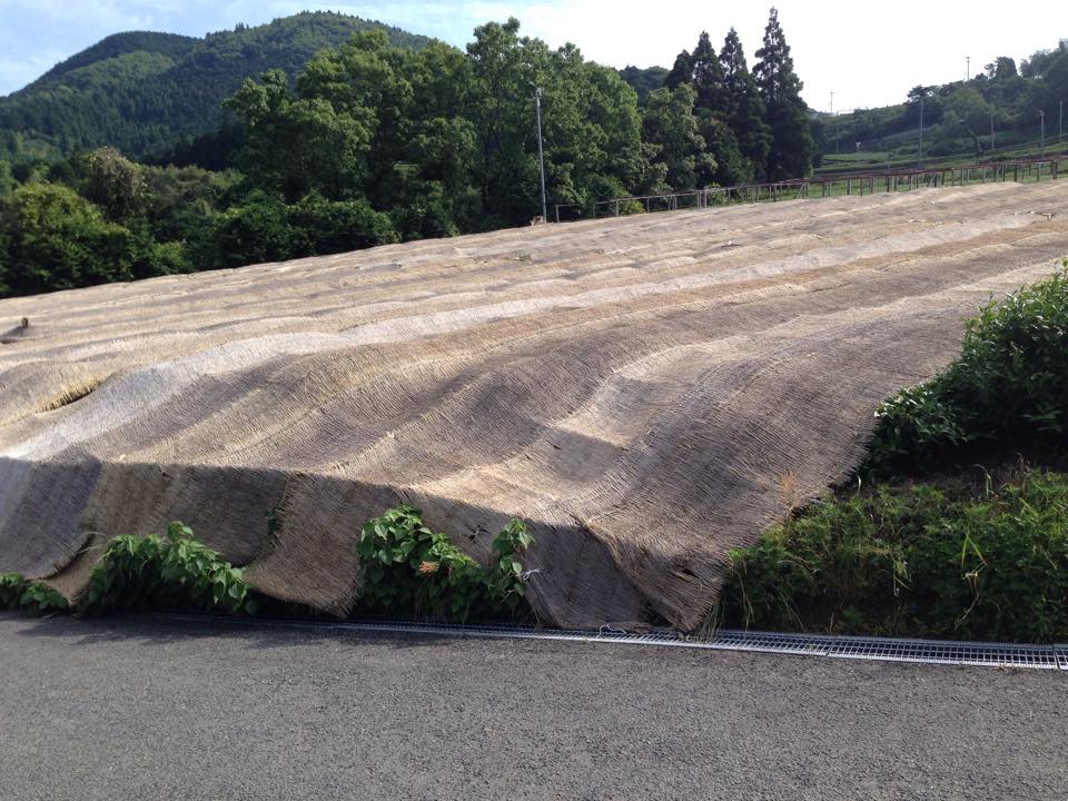 Hoshino Dento hon gyokuro