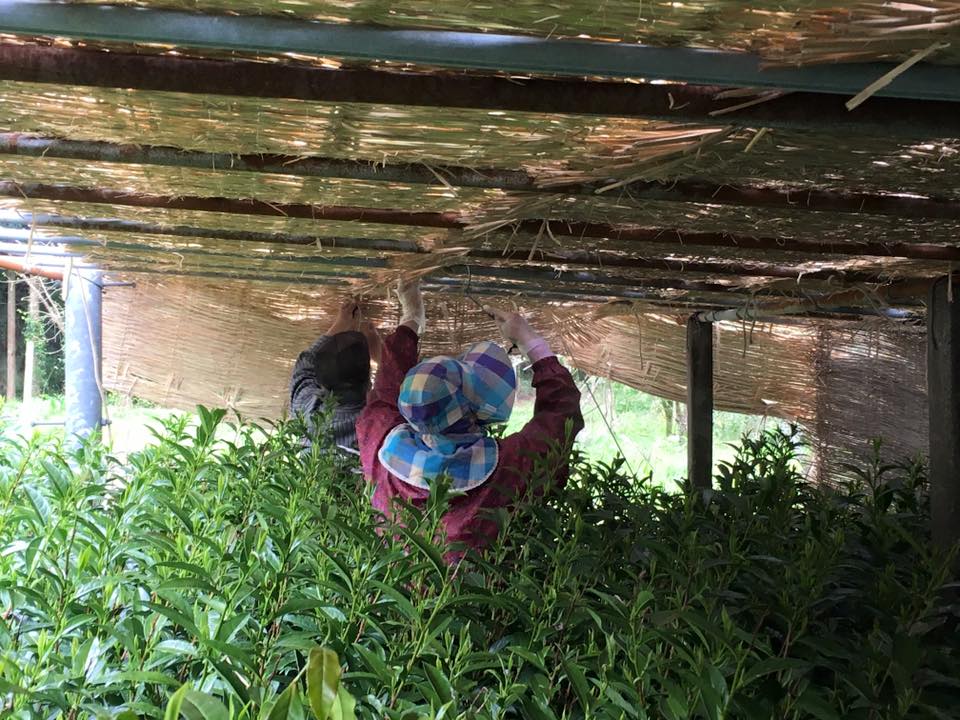 hoshino seichaen tea