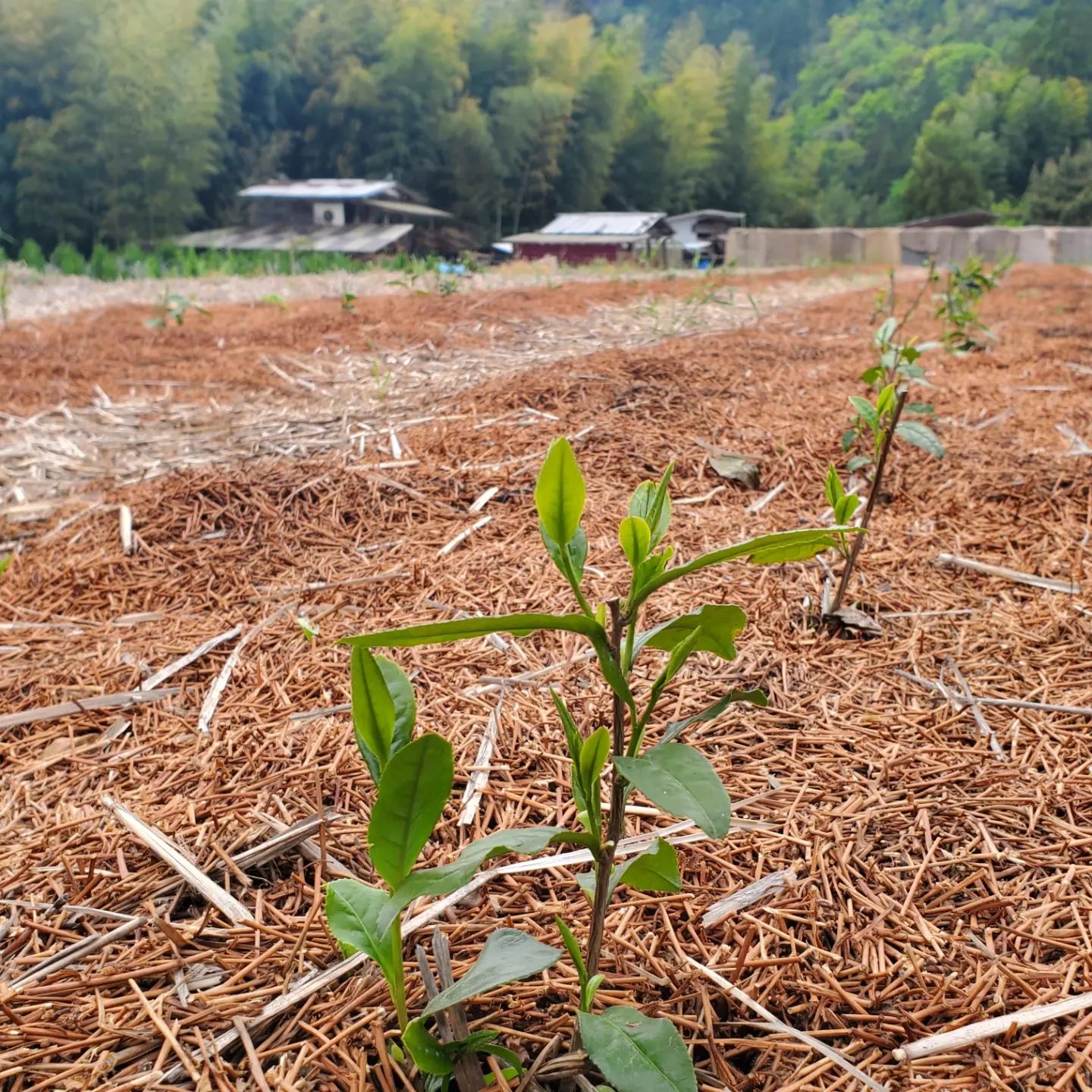 hoshitea Sencha Hatsutsumi