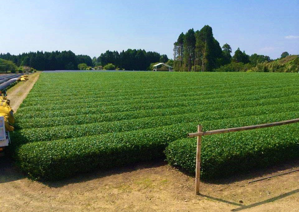 Kirishima Saemidori gyokuro