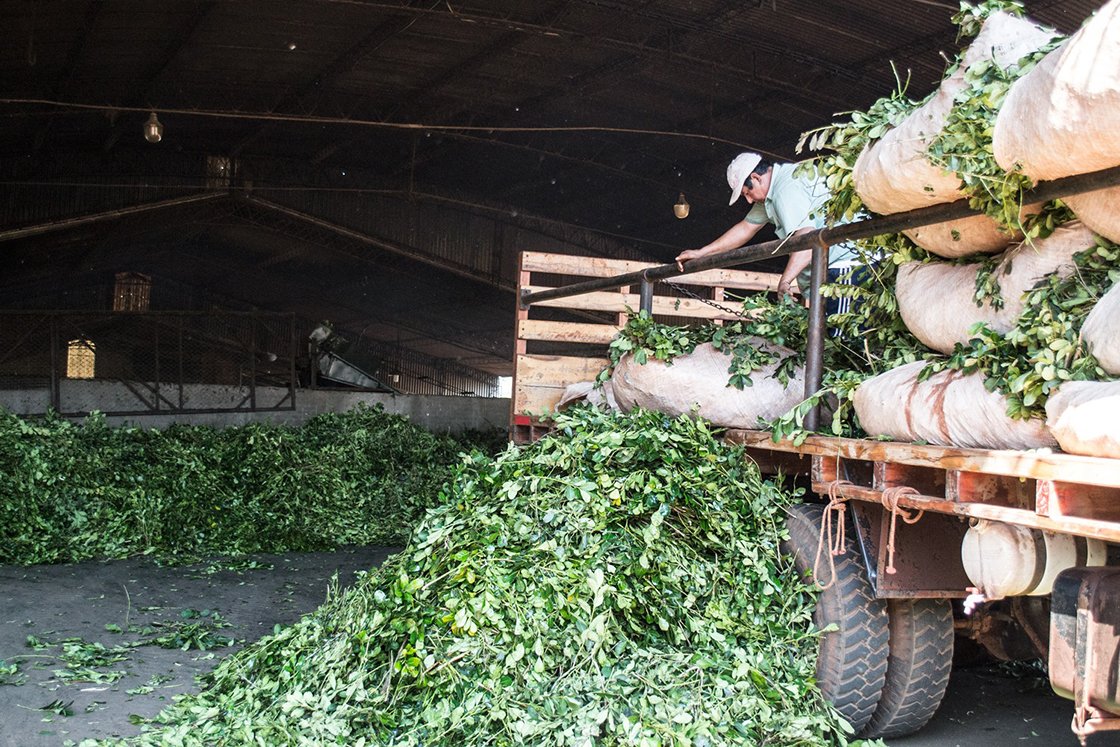 teautja-yerba-mate-arapegua.