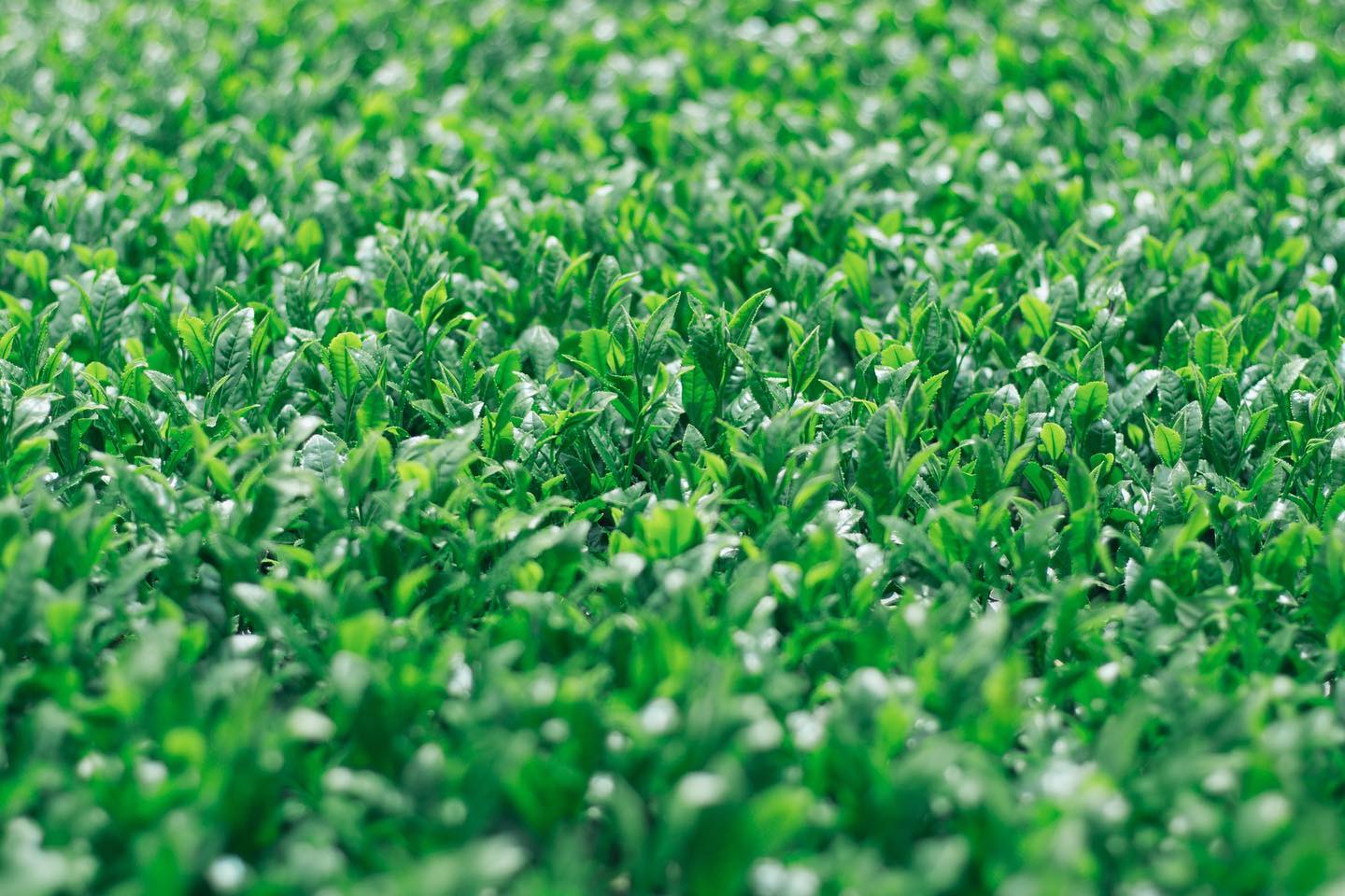 hoshitea organikus hegyi sencha