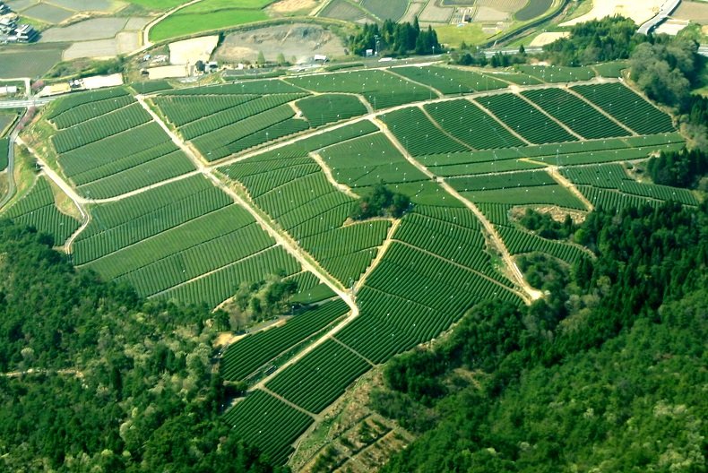 Asamiya sencha Saiun