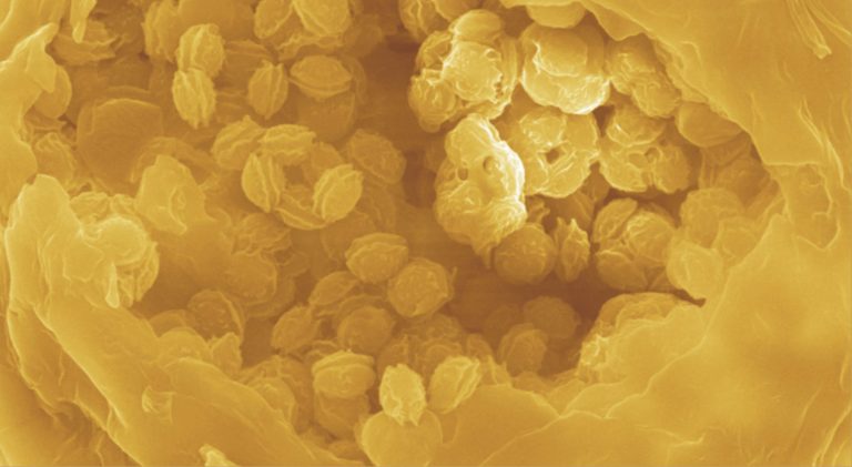 2013 Anhua Hei Zhuan Cha