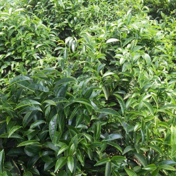 Da Wu Ye Főnix Dan Cong Nagy Fekete Levél,