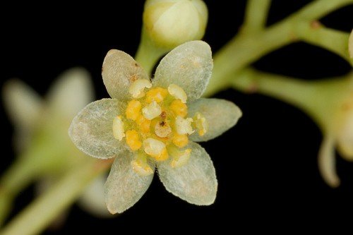 huang jin gui arany fahéjszirom oolong tea