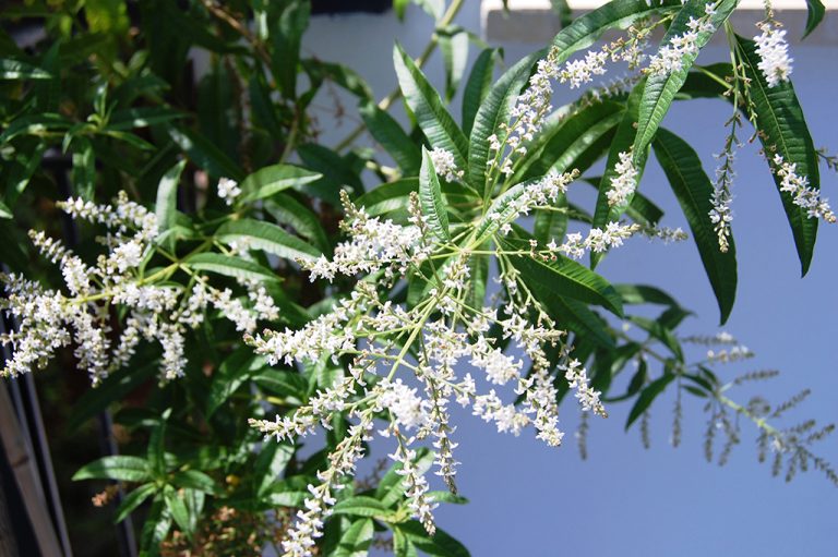 Citromverbéna - Lippia citriodora