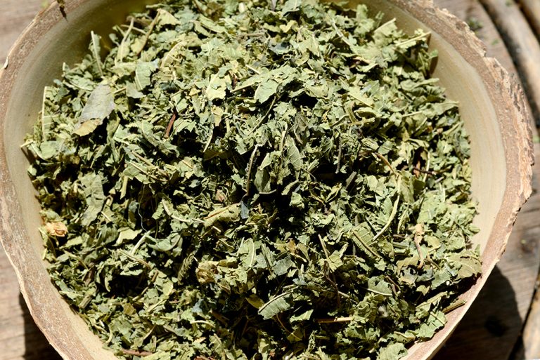 Citromverbéna - Lippia citriodora