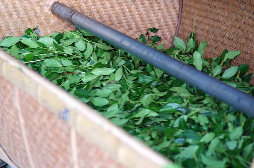  anxi tieguan yin oolong tea 