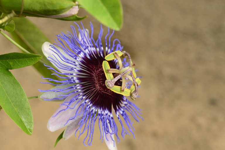 Golgotavirág (Passiflora incarnata L.)