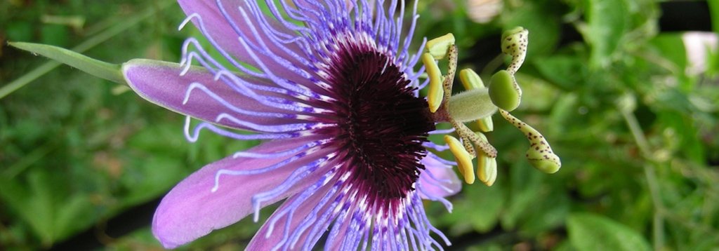 Golgotavirág (Passiflora incarnata L.)