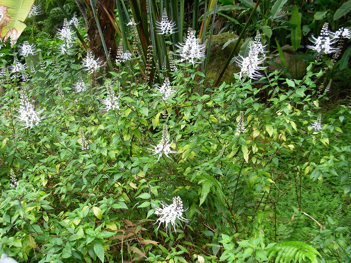 Jávai tea, vesetea orthosiphon-stamineus