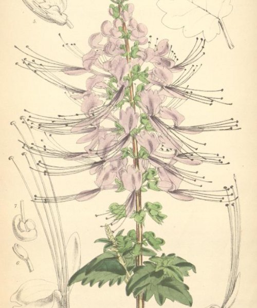 Jávai tea, vesetea orthosiphon-stamineus