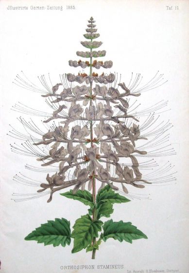 Jávai tea, vesetea orthosiphon-stamineus