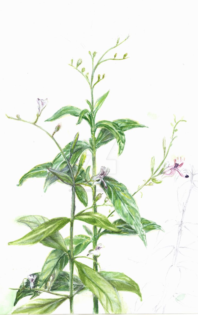Kalmegh - Andrographis paniculata