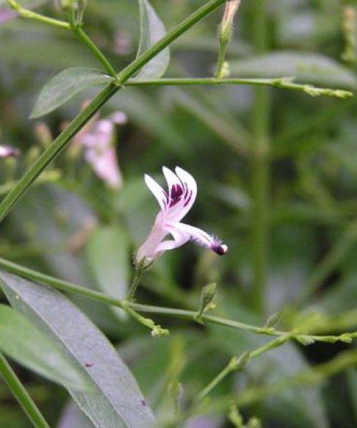 Kalmegh - Andrographis paniculata