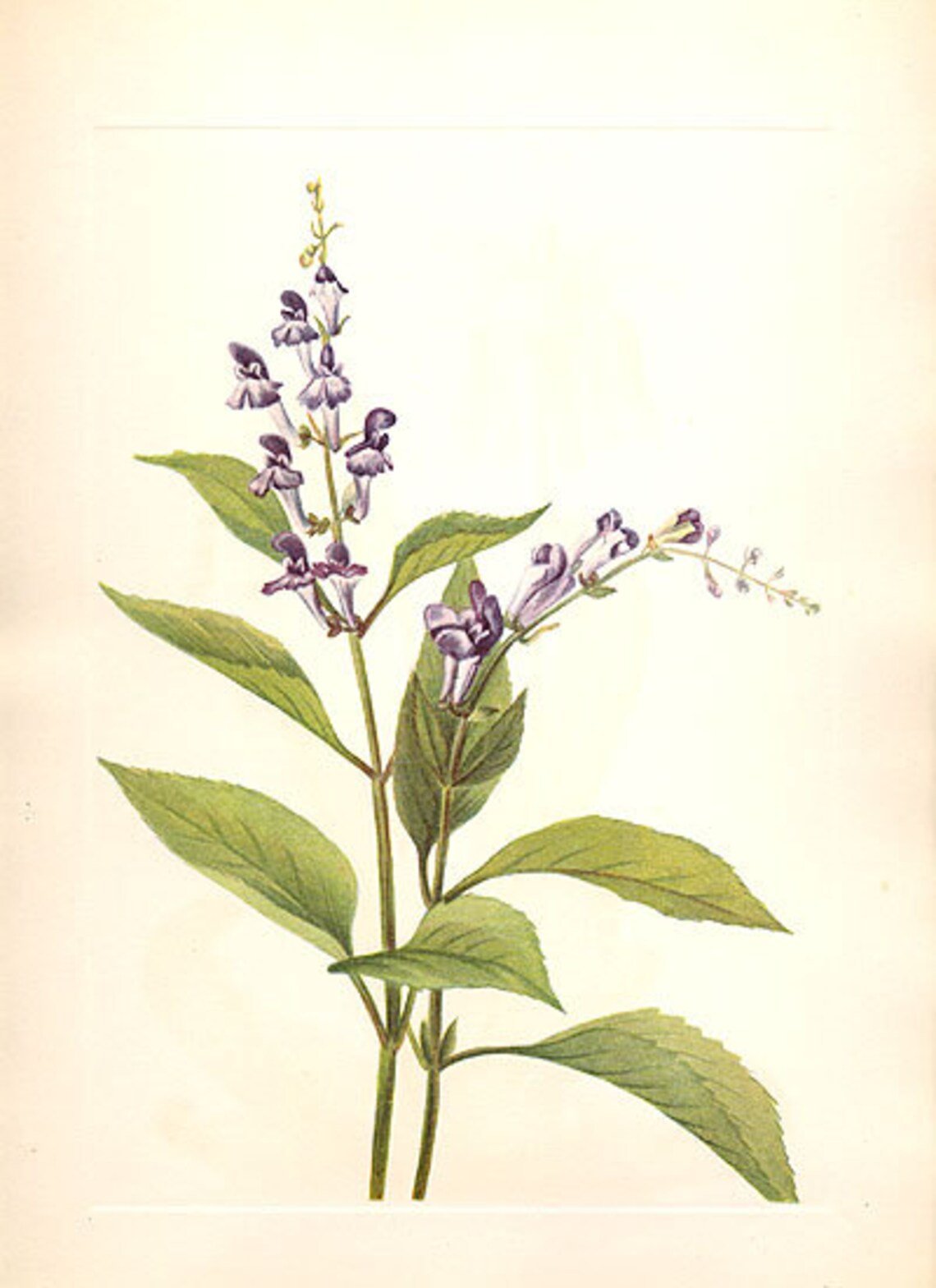 Kek-Virginiai-csukoka-Scutellaria-lateriflora-L.-cherokee