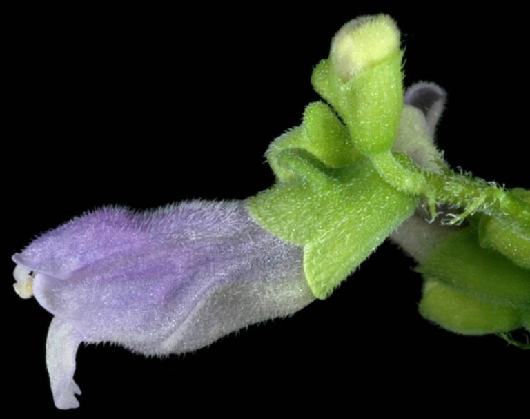 Kek-Virginiai-csukoka-Scutellaria-lateriflora-L.-cherokee