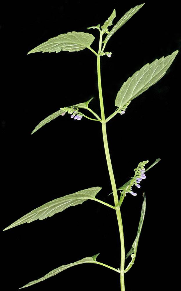 Kek-Virginiai-csukoka-Scutellaria-lateriflora-L.-cherokee