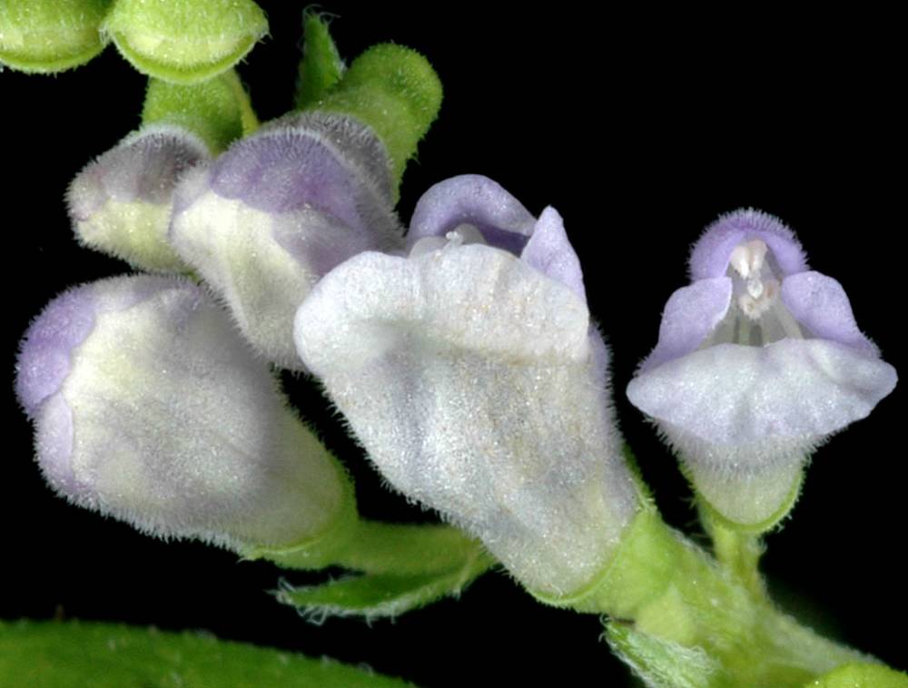 Kek-Virginiai-csukoka-Scutellaria-lateriflora-L.-cherokee
