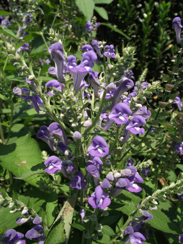 Kek-Virginiai-csukoka-Scutellaria-lateriflora-L.-cherokee