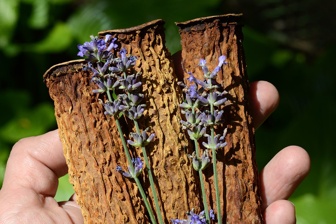 Keserűdinnye - balzsamkörte