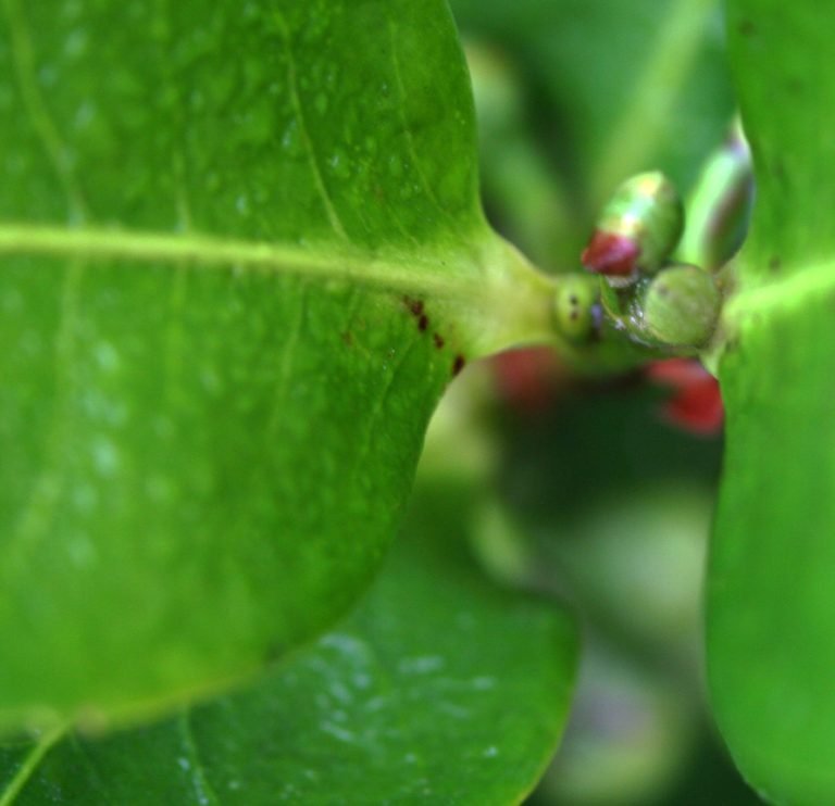 kraus gaucho mate tea