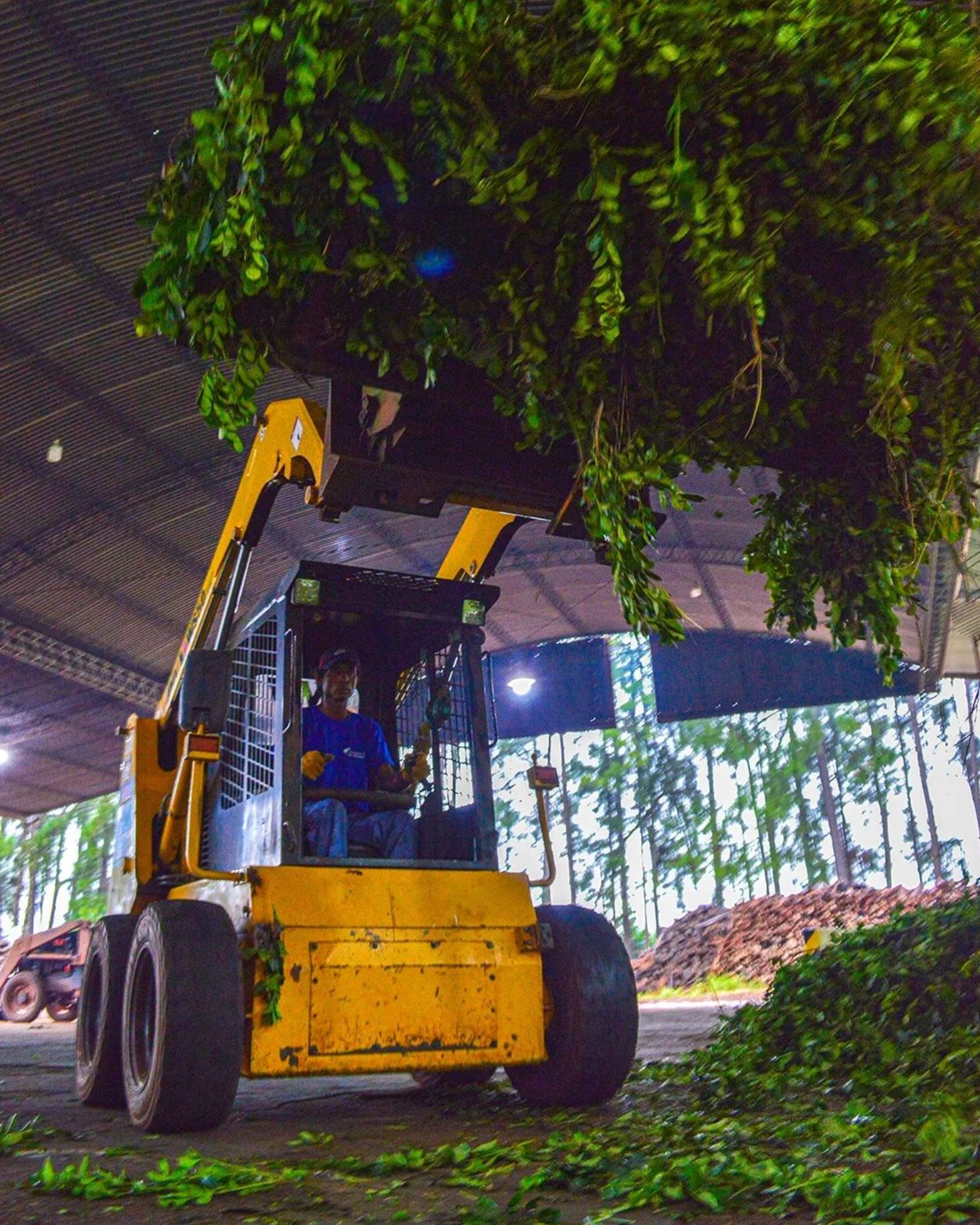 Lapacho-Rosa-yerba-mate