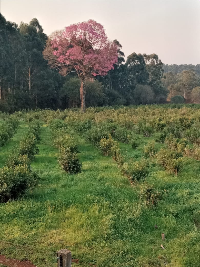 Lapacho-Rosa-yerba-mate